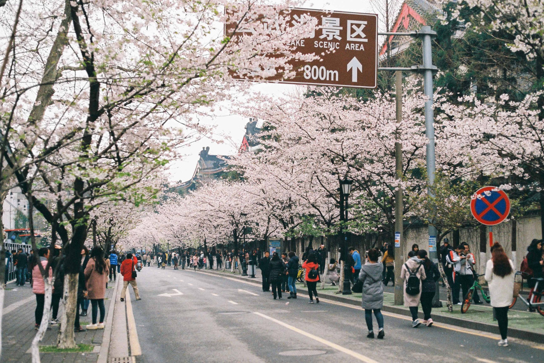 看櫻花不必赴日本，中國5大賞櫻勝地，春天花海絢爛，你去過幾個