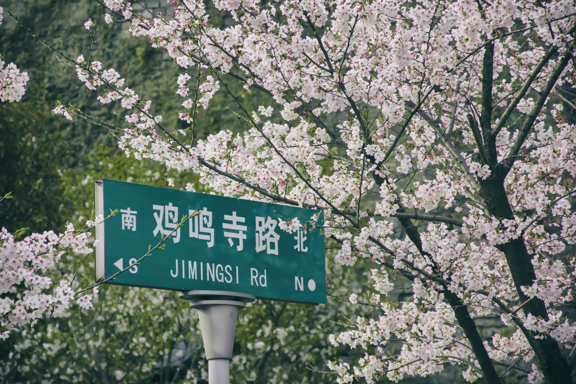看櫻花不必赴日本，中國5大賞櫻勝地，春天花海絢爛，你去過幾個