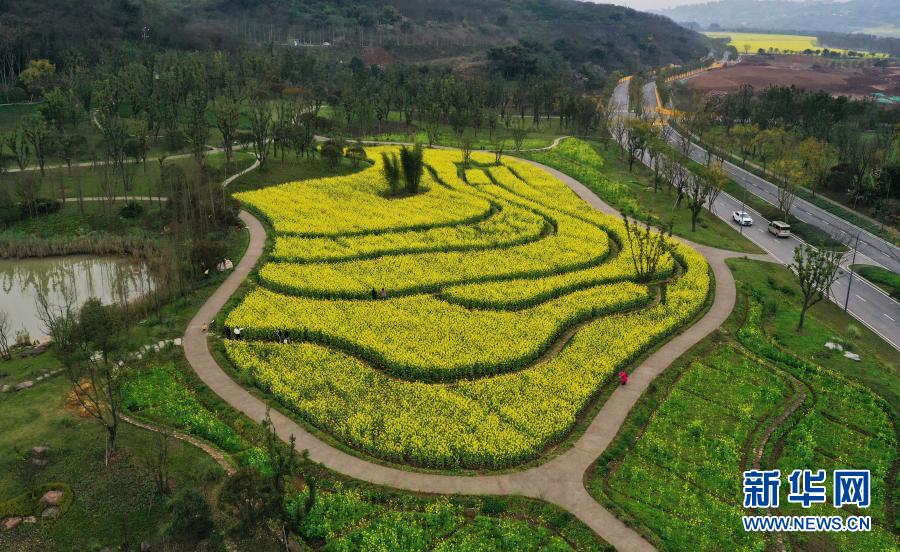 　　這是3月2日拍攝的廣陽島景色（無人機(jī)照片）?！　〕醮簳r(shí)節(jié)，重慶廣陽島上300余畝油菜花競相綻放，秀美如畫。近年來，重慶市按照“共抓大保護(hù)、不搞大開發(fā)”和生態(tài)文明建設(shè)要求，把廣陽島等江心島作為重要“生態(tài)留白”，全面加強(qiáng)保護(hù)與修復(fù)，使之成為“生態(tài)島”?！　⌒氯A社記者王全超攝