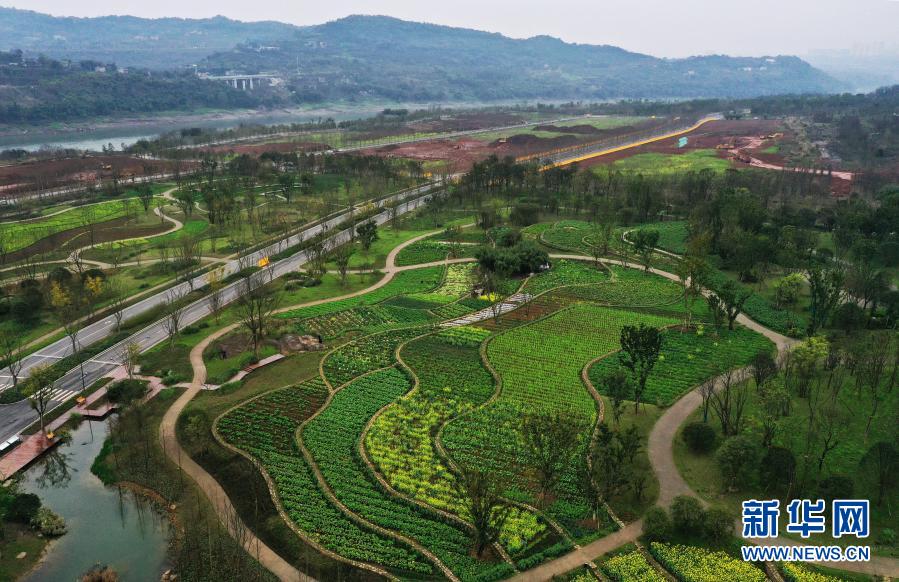 　　這是3月2日拍攝的廣陽島景色（無人機(jī)照片）?！　〕醮簳r(shí)節(jié)，重慶廣陽島上300余畝油菜花競相綻放，秀美如畫。近年來，重慶市按照“共抓大保護(hù)、不搞大開發(fā)”和生態(tài)文明建設(shè)要求，把廣陽島等江心島作為重要“生態(tài)留白”，全面加強(qiáng)保護(hù)與修復(fù)，使之成為“生態(tài)島”。　　新華社記者王全超攝