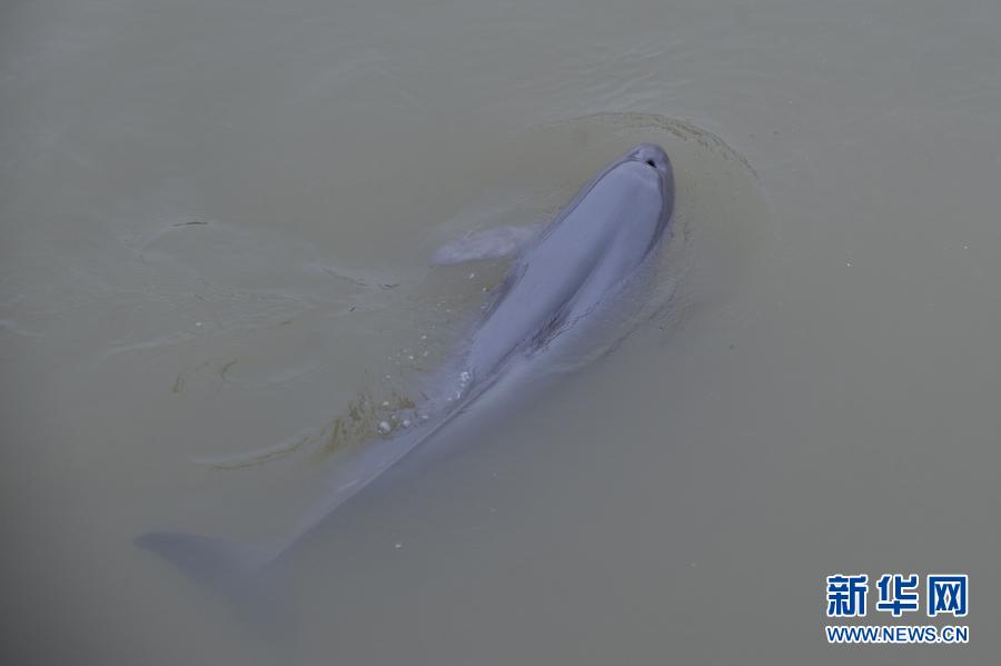 　　3月3日，在安徽省銅陵淡水豚國家級自然保護區(qū)，一頭江豚浮出水面?！⌒氯A社記者杜宇攝