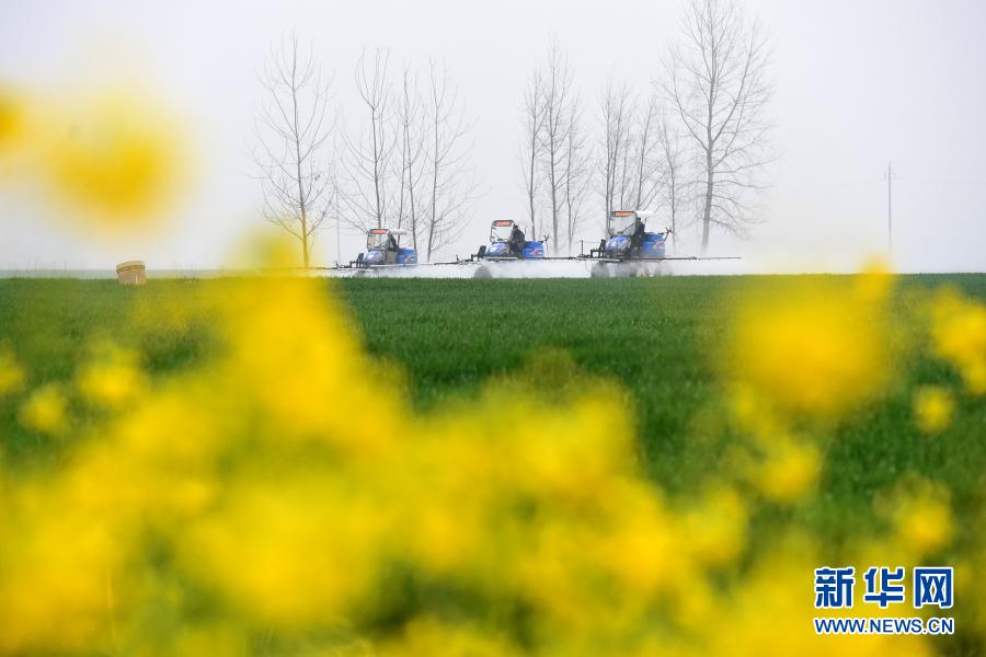 3月6日，安徽省潁上縣王崗鎮(zhèn)農(nóng)民駕駛農(nóng)機(jī)在麥田里作業(yè)。新華社記者 黃博涵 攝