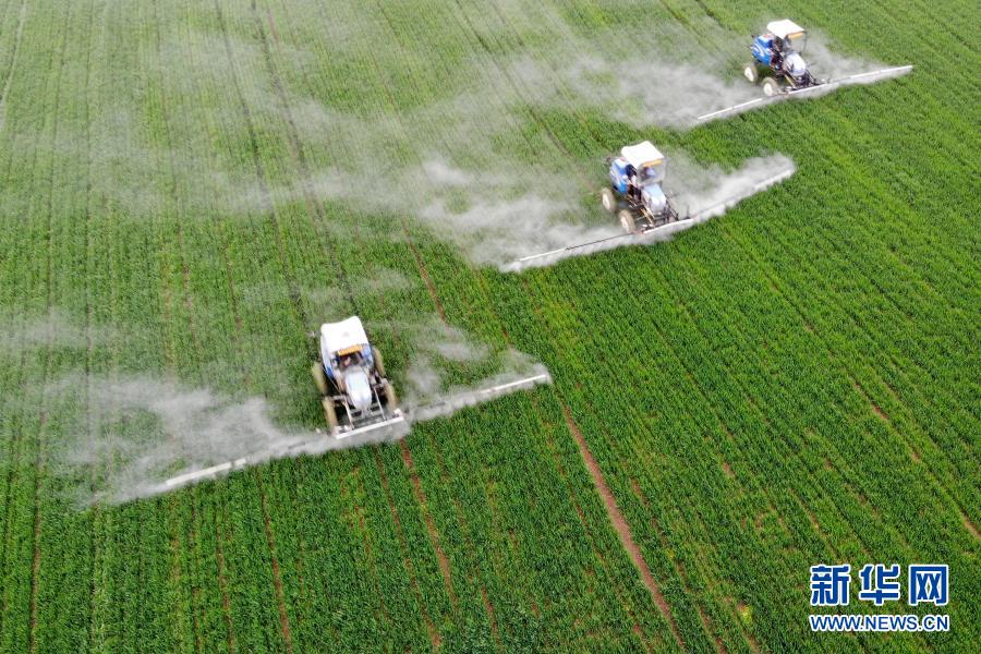 3月6日，安徽省潁上縣王崗鎮(zhèn)農(nóng)民駕駛農(nóng)機(jī)在麥田里作業(yè)（無人機(jī)照片）。隨著氣溫回暖，安徽省阜陽(yáng)市潁上縣農(nóng)民緊抓農(nóng)時(shí)開展冬小麥田間管理作業(yè)，為夏糧豐收打好基礎(chǔ)。新華社記者 黃博涵 攝