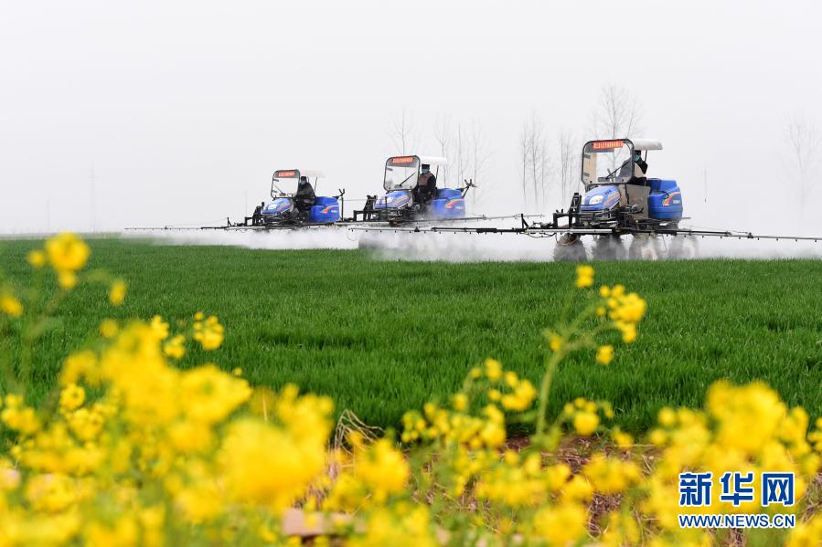 3月6日，安徽省潁上縣王崗鎮(zhèn)農(nóng)民駕駛農(nóng)機(jī)在麥田里作業(yè)。新華社記者 黃博涵 攝