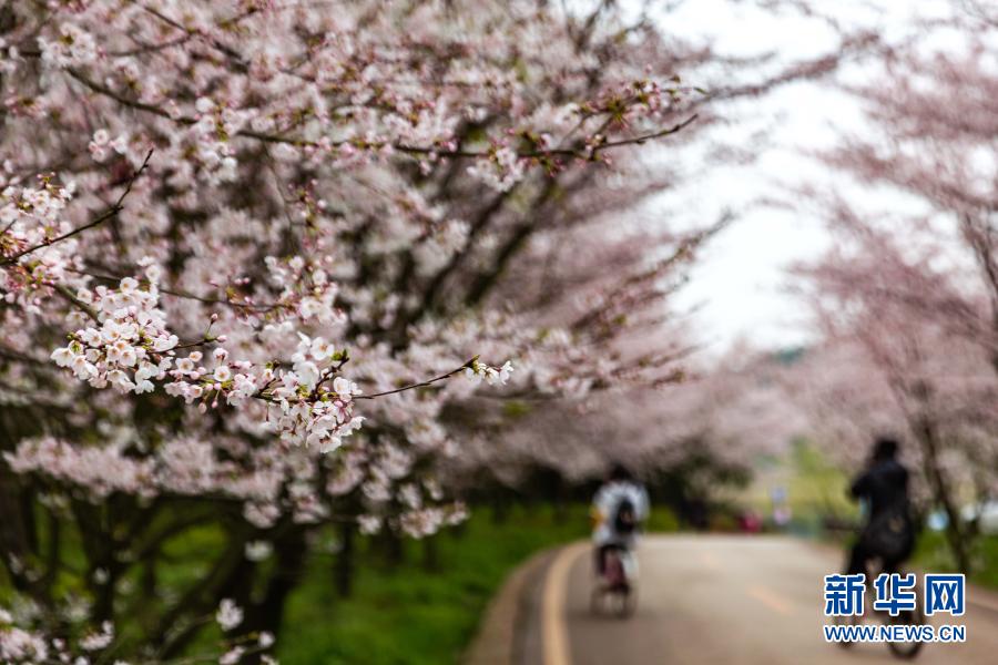 　　3月11日，游人在貴州省貴安新區(qū)的櫻花園賞花游玩?！　〈杭纠?，貴州省貴安新區(qū)紅楓湖畔的櫻花園內(nèi)櫻花綻放，花海如云似雪，吸引游人踏春賞櫻。　　新華社發(fā)（張暉 攝）