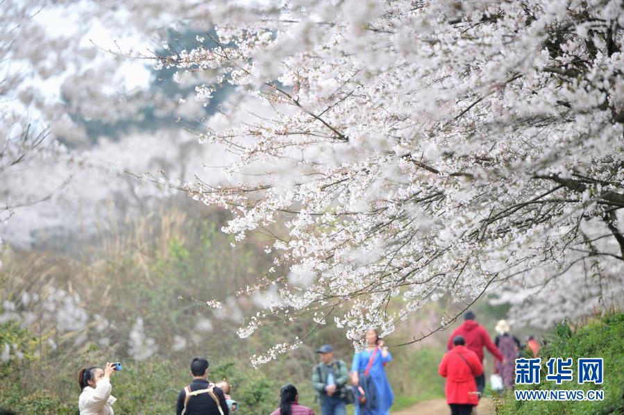 　　3月11日，游人在貴州省貴安新區(qū)的櫻花園內(nèi)賞花游玩?！　〈杭纠铮F州省貴安新區(qū)紅楓湖畔的櫻花園內(nèi)櫻花綻放，花海如云似雪，吸引游人踏春賞櫻?！　⌒氯A社發(fā)（寧堅(jiān) 攝）
