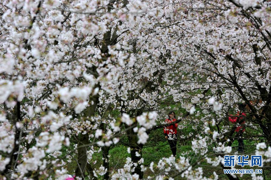 　　3月11日，游人在貴州省貴安新區(qū)的櫻花園內(nèi)賞花游玩?！　〈杭纠?，貴州省貴安新區(qū)紅楓湖畔的櫻花園內(nèi)櫻花綻放，花海如云似雪，吸引游人踏春賞櫻?！　⌒氯A社發(fā)（寧堅(jiān) 攝）