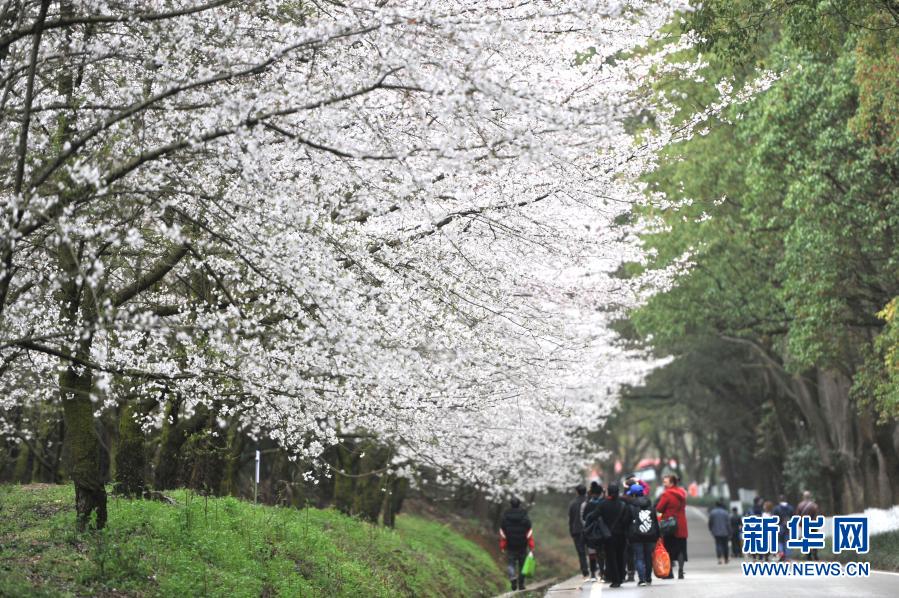 　　3月11日，游人在貴州省貴安新區(qū)的櫻花園內(nèi)賞花游玩。　　春季里，貴州省貴安新區(qū)紅楓湖畔的櫻花園內(nèi)櫻花綻放，花海如云似雪，吸引游人踏春賞櫻?！　⌒氯A社發(fā)（寧堅(jiān) 攝）