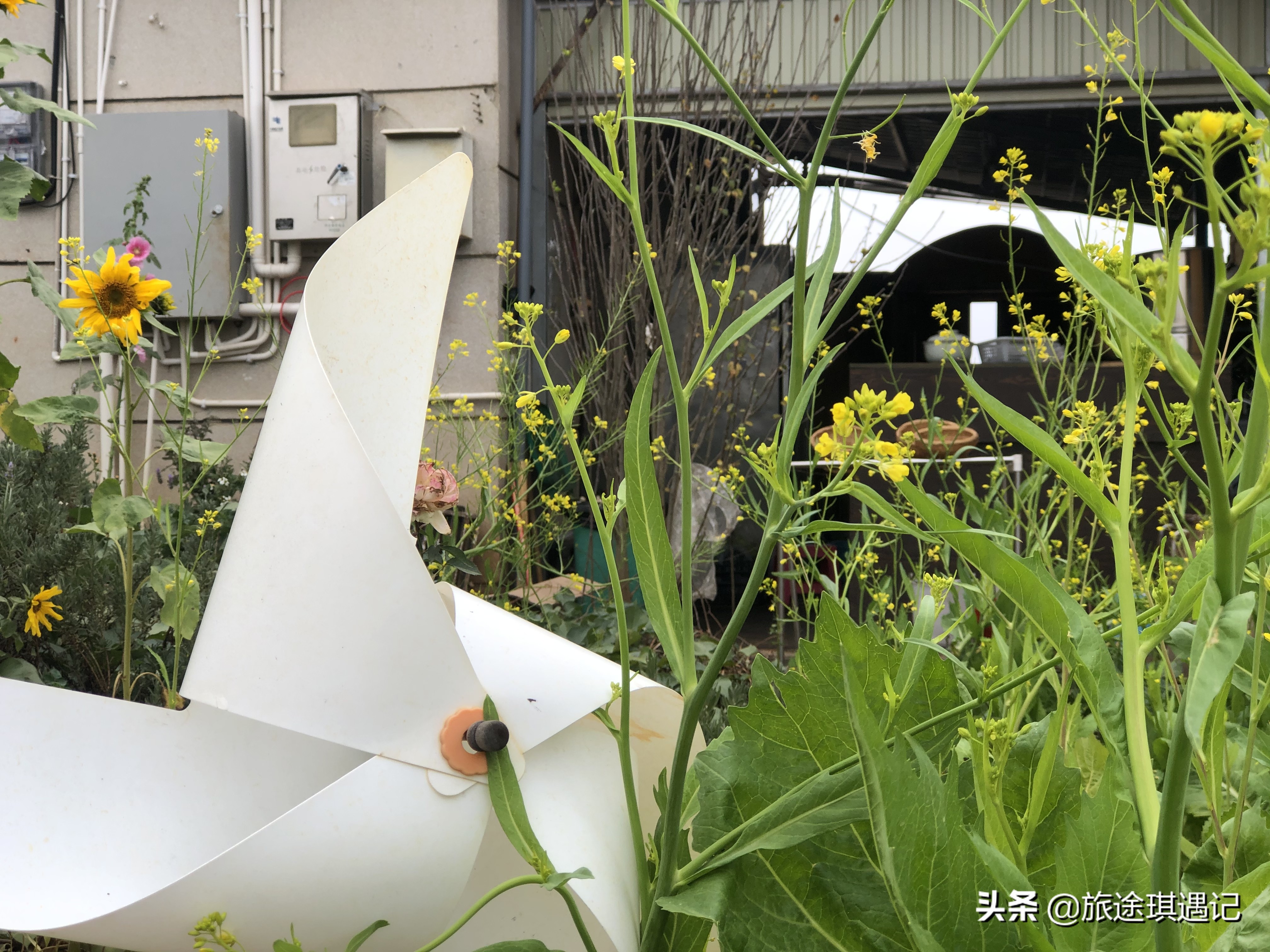 旅居養(yǎng)老別錯(cuò)過云南這三座小城，氣候宜人環(huán)境舒適，生活成本不高