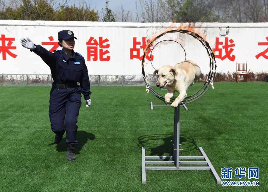 　　3月23日，合肥市水上應(yīng)急救援隊(duì)的隊(duì)員在安徽省水上搜救基地進(jìn)行搜救犬救援訓(xùn)練?！　‘?dāng)日，安徽省水上搜救基地在合肥市揭牌。該基地是經(jīng)安徽省應(yīng)急管理廳批準(zhǔn)，依托合肥市水上應(yīng)急救援隊(duì)組建而成，下設(shè)蛙人中隊(duì)、無(wú)人機(jī)中隊(duì)、繩索中隊(duì)、保障中隊(duì)和搜救犬中隊(duì)，共有隊(duì)員40名?；爻闪⒑?，將立足合肥，服務(wù)全省，為全省水上突發(fā)事件應(yīng)急處置體系和能力現(xiàn)代化建設(shè)貢獻(xiàn)力量?！　⌒氯A社記者 周牧 攝