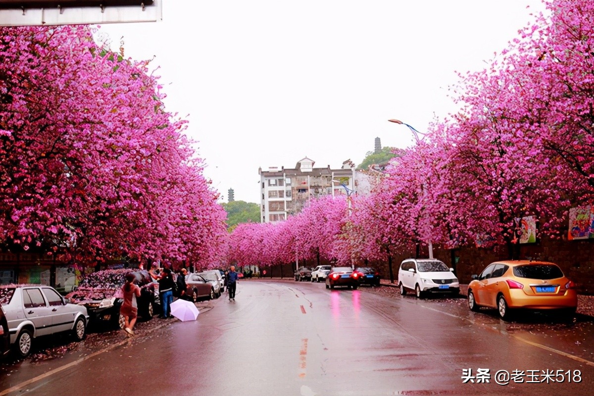 4月份被鮮花包圍的7個(gè)地方，給自己放個(gè)假，愿卿不負(fù)大好春光