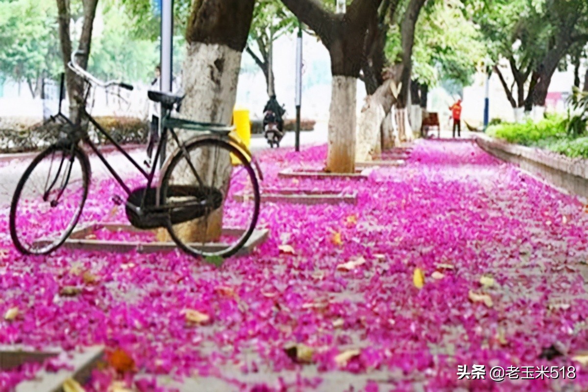 4月份被鮮花包圍的7個(gè)地方，給自己放個(gè)假，愿卿不負(fù)大好春光