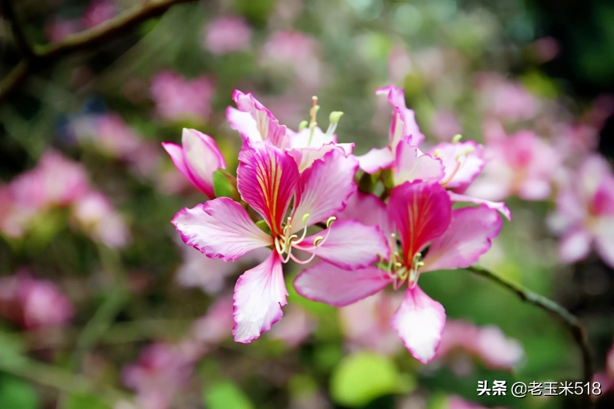 4月份被鮮花包圍的7個(gè)地方，給自己放個(gè)假，愿卿不負(fù)大好春光