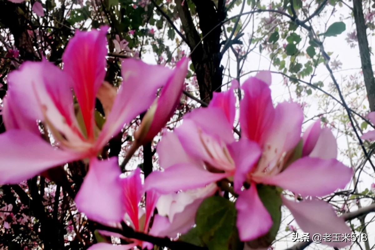 4月份被鮮花包圍的7個(gè)地方，給自己放個(gè)假，愿卿不負(fù)大好春光