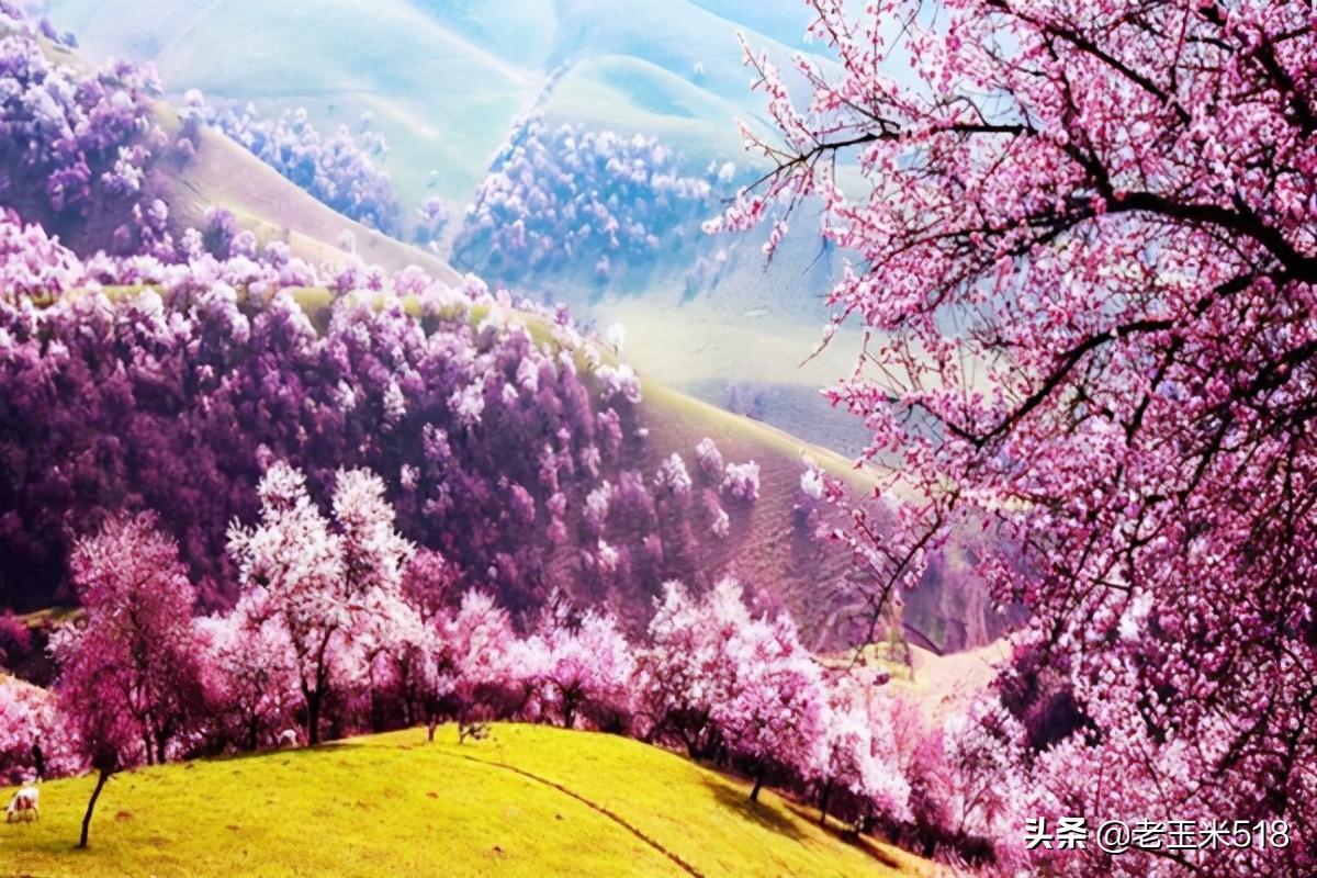 4月份被鮮花包圍的7個(gè)地方，給自己放個(gè)假，愿卿不負(fù)大好春光
