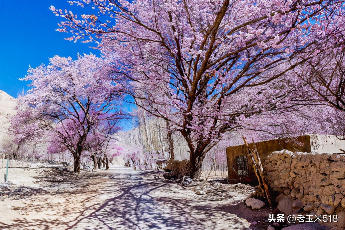 4月份被鮮花包圍的7個(gè)地方，給自己放個(gè)假，愿卿不負(fù)大好春光