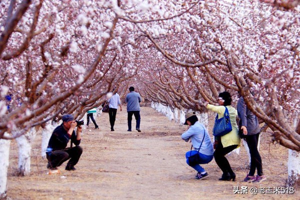 4月份被鮮花包圍的7個(gè)地方，給自己放個(gè)假，愿卿不負(fù)大好春光