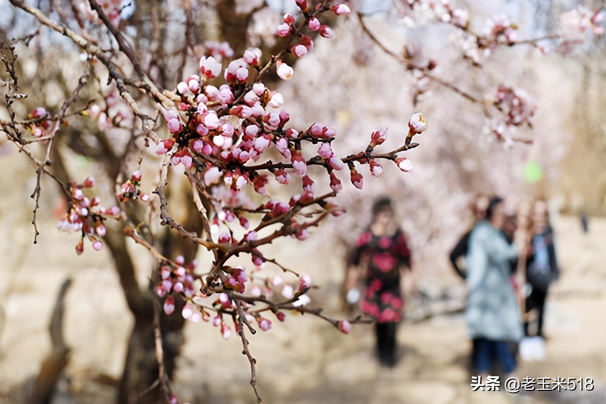 4月份被鮮花包圍的7個(gè)地方，給自己放個(gè)假，愿卿不負(fù)大好春光