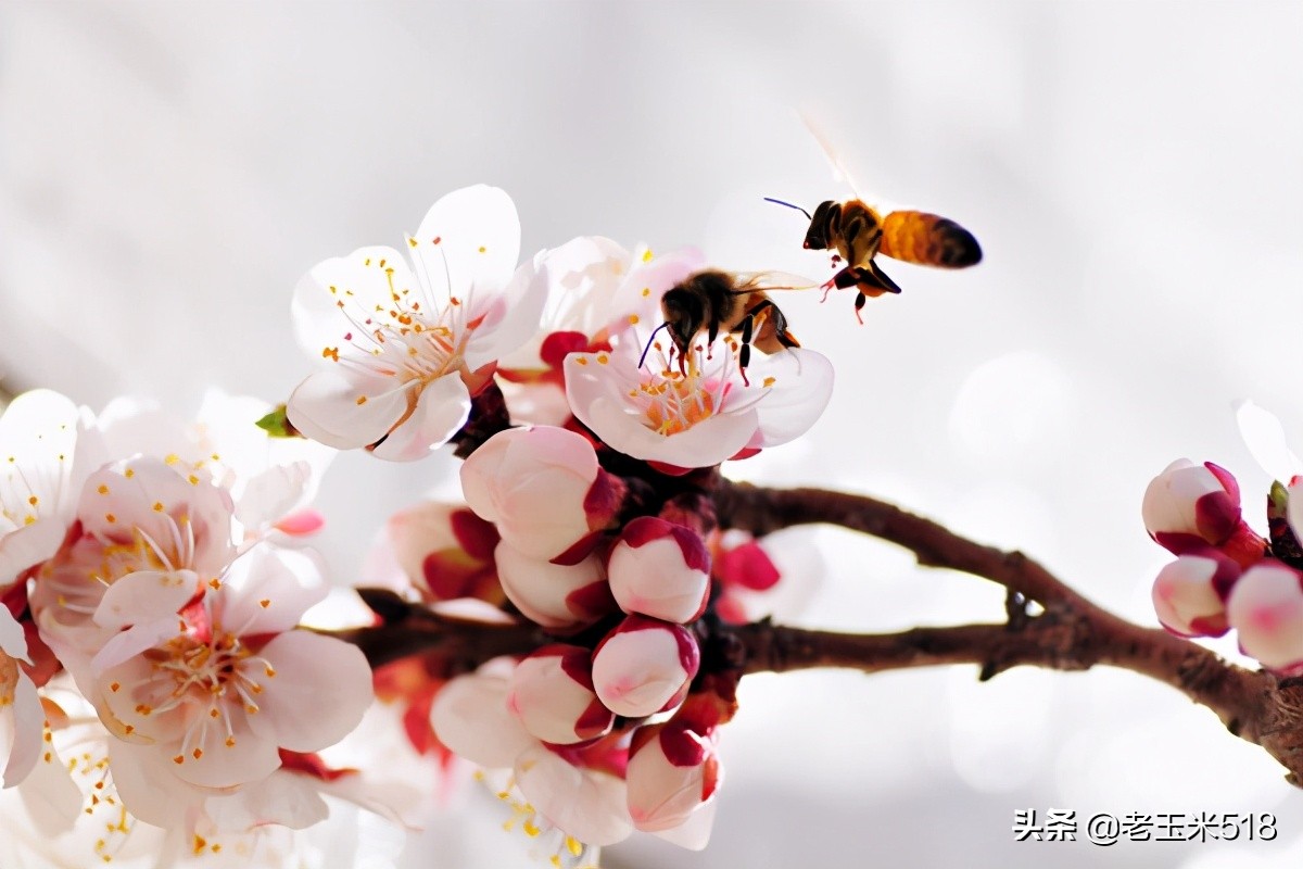 4月份被鮮花包圍的7個(gè)地方，給自己放個(gè)假，愿卿不負(fù)大好春光