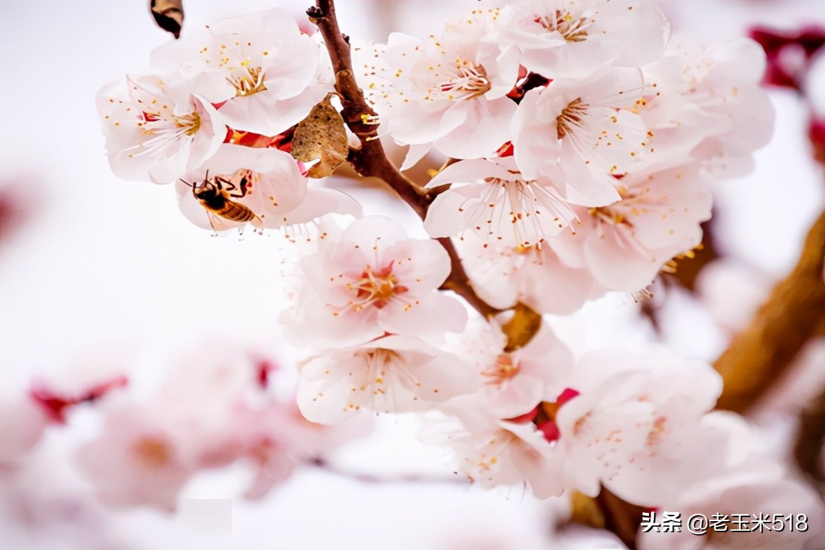 4月份被鮮花包圍的7個(gè)地方，給自己放個(gè)假，愿卿不負(fù)大好春光