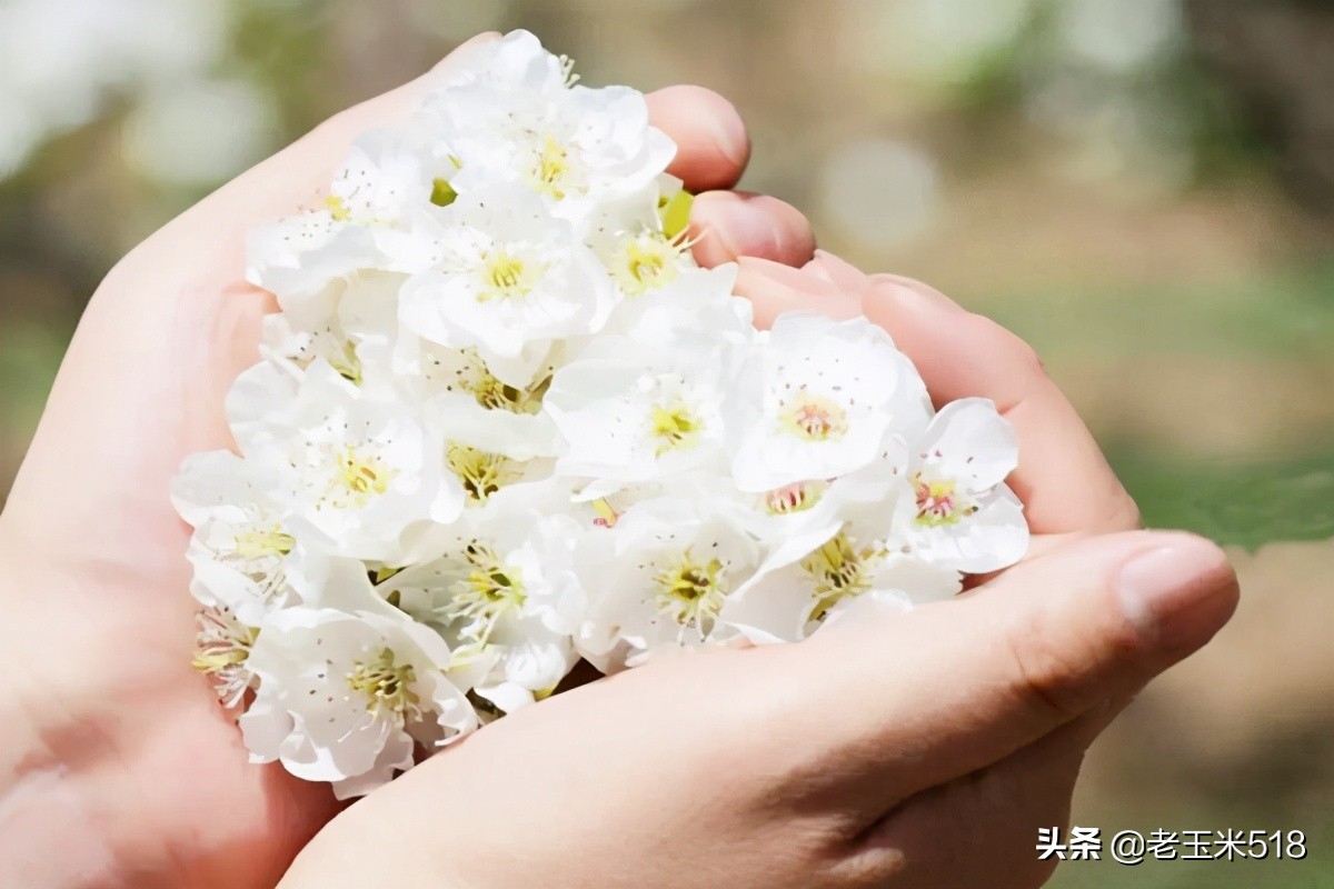 4月份被鮮花包圍的7個(gè)地方，給自己放個(gè)假，愿卿不負(fù)大好春光