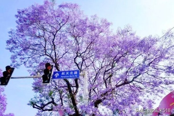 4月份被鮮花包圍的7個(gè)地方，給自己放個(gè)假，愿卿不負(fù)大好春光