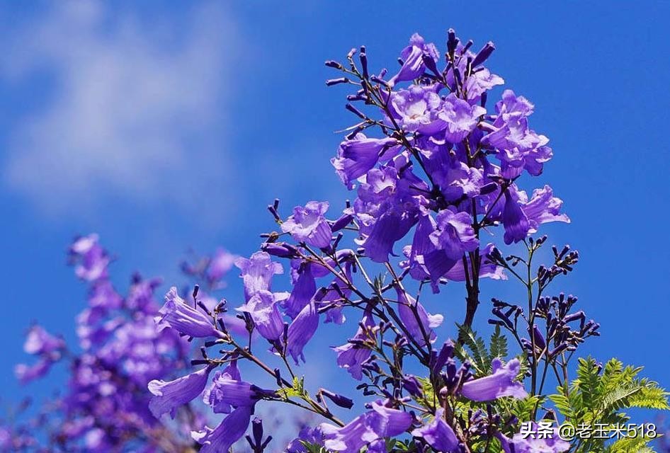 4月份被鮮花包圍的7個(gè)地方，給自己放個(gè)假，愿卿不負(fù)大好春光
