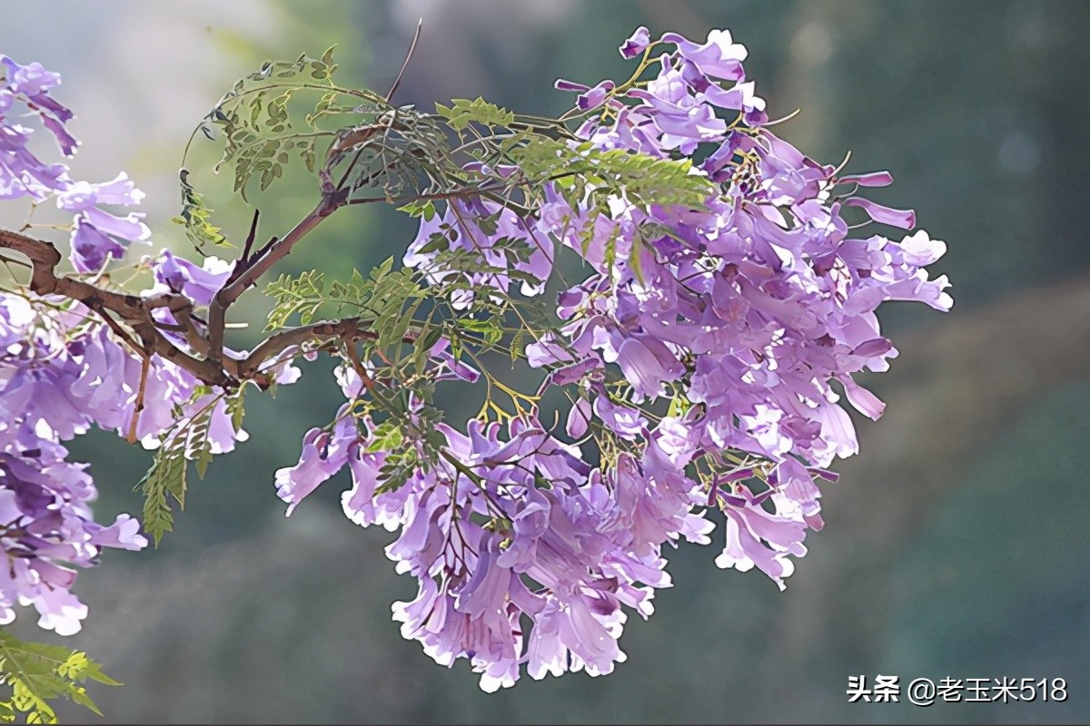 4月份被鮮花包圍的7個(gè)地方，給自己放個(gè)假，愿卿不負(fù)大好春光