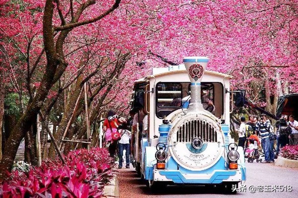 4月份被鮮花包圍的7個(gè)地方，給自己放個(gè)假，愿卿不負(fù)大好春光
