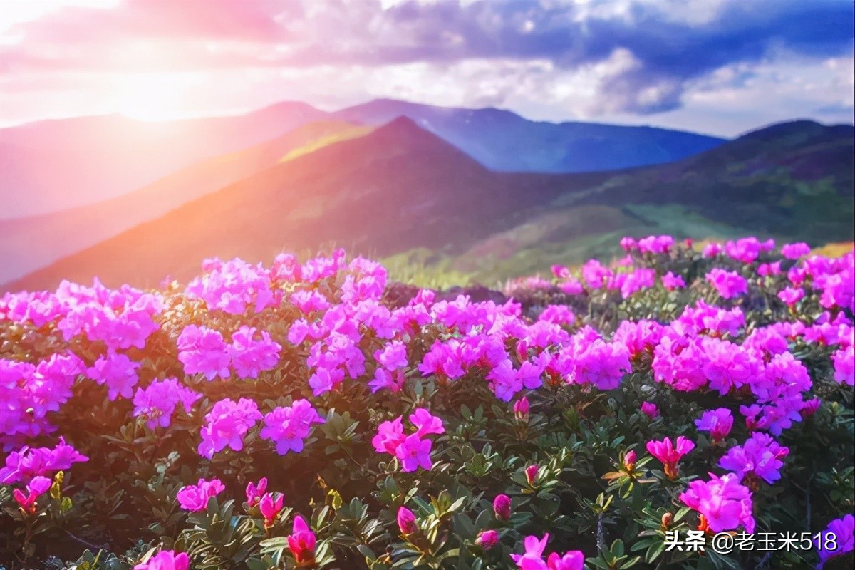 4月份被鮮花包圍的7個(gè)地方，給自己放個(gè)假，愿卿不負(fù)大好春光