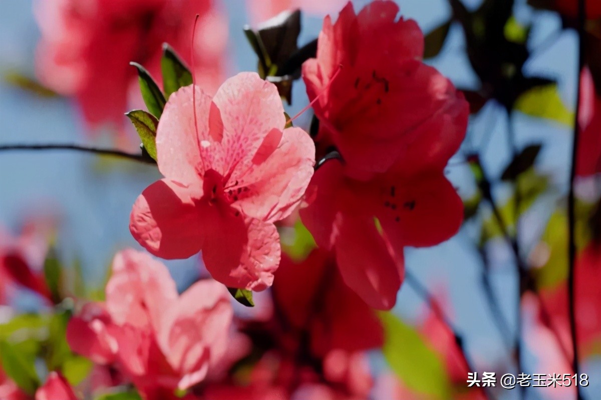 4月份被鮮花包圍的7個(gè)地方，給自己放個(gè)假，愿卿不負(fù)大好春光