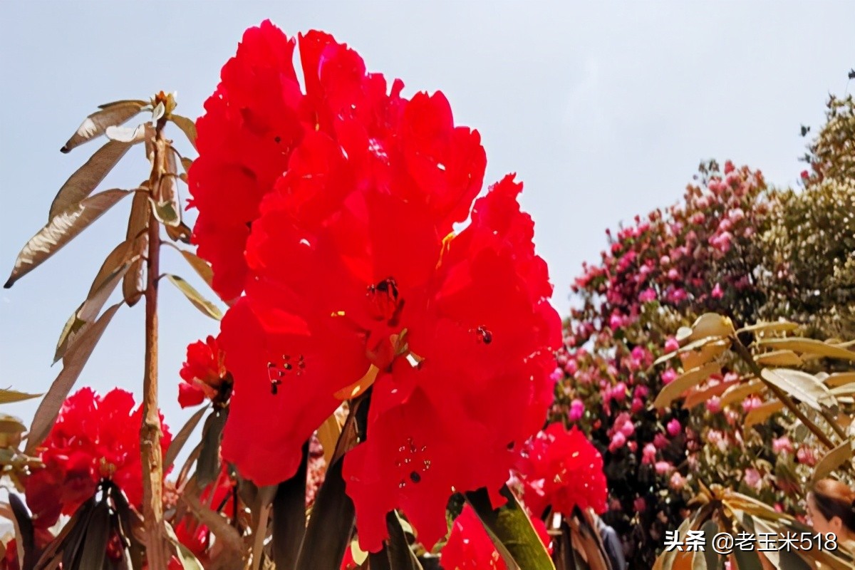 4月份被鮮花包圍的7個(gè)地方，給自己放個(gè)假，愿卿不負(fù)大好春光