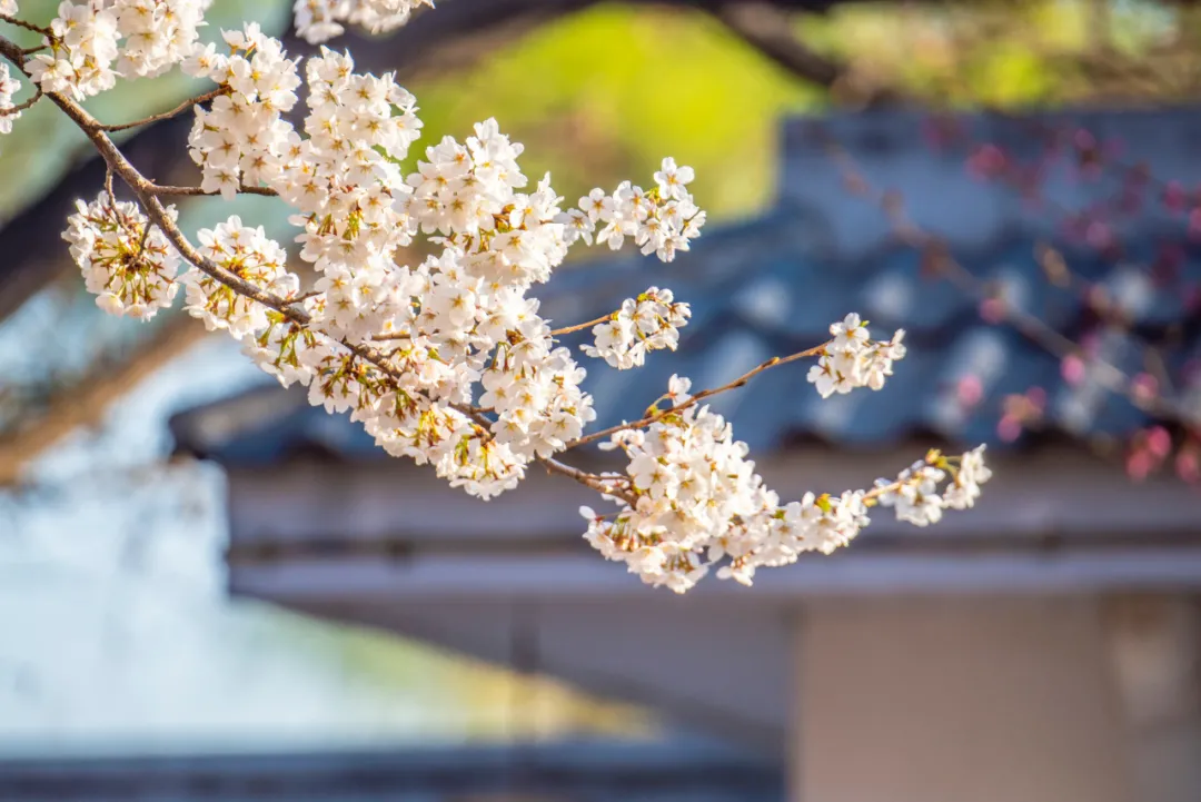 4月最適合出游的地方，累了就去小住幾天