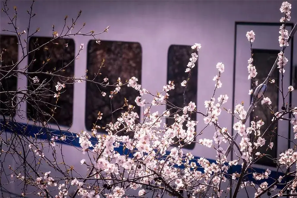 4月最適合出游的地方，累了就去小住幾天