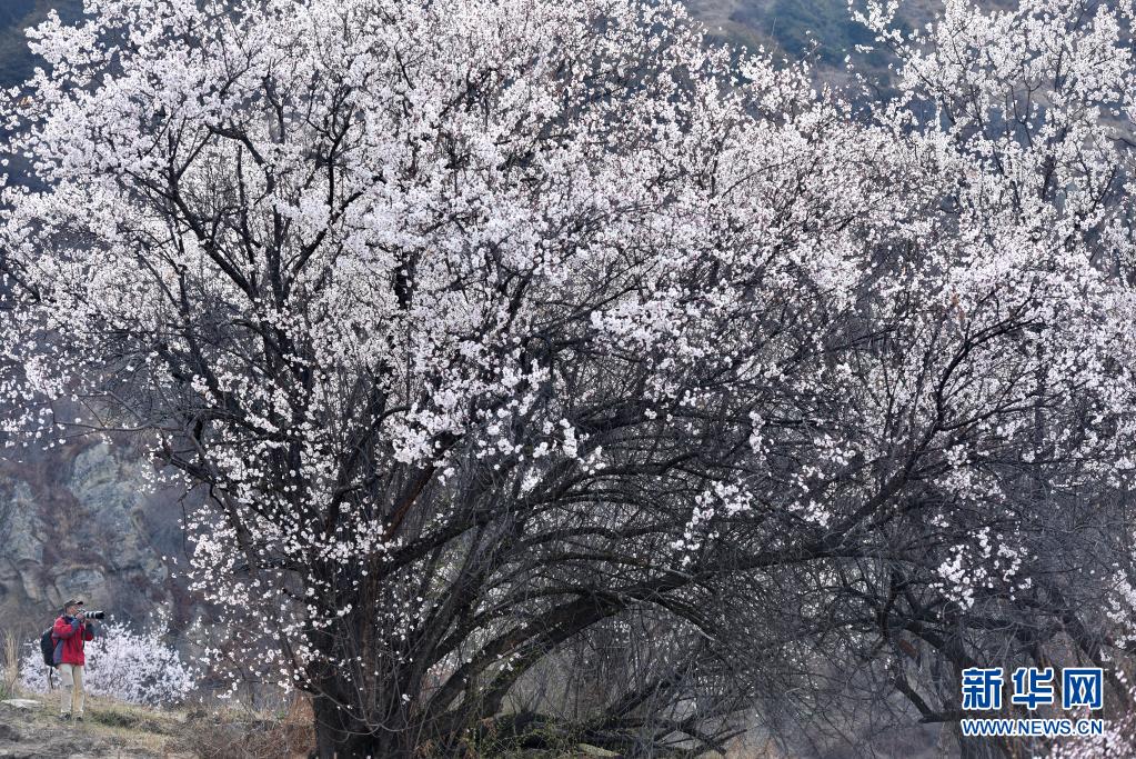 3月27日，一名游客在林芝市嘎拉村拍攝桃花。當(dāng)日，西藏林芝第十九屆桃花旅游文化節(jié)開幕。林芝意為“太陽的寶座”，平均海拔3100米，每逢春日，盛開的桃花與藍(lán)天白云、雪山冰川交相輝映，景觀獨特迷人。新華社記者 孫瑞博 攝