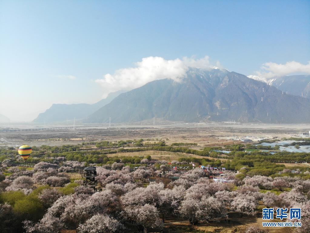 這是3月27日在林芝市嘎拉村拍攝的桃花（無人機(jī)照片）。當(dāng)日，西藏林芝第十九屆桃花旅游文化節(jié)開幕。林芝意為“太陽的寶座”，平均海拔3100米，每逢春日，盛開的桃花與藍(lán)天白云、雪山冰川交相輝映，景觀獨特迷人。新華社記者 孫瑞博 攝