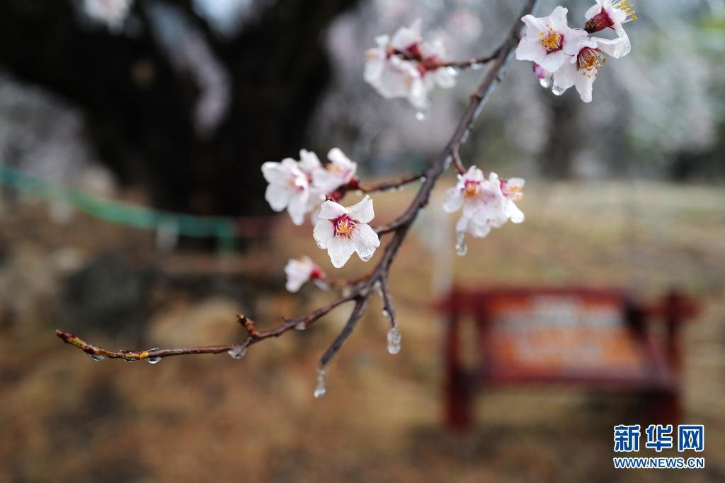 這是3月27日在林芝市嘎拉村拍攝的桃花。當(dāng)日，西藏林芝第十九屆桃花旅游文化節(jié)開幕。林芝意為“太陽的寶座”，平均海拔3100米，每逢春日，盛開的桃花與藍(lán)天白云、雪山冰川交相輝映，景觀獨特迷人。新華社記者 孫瑞博 攝