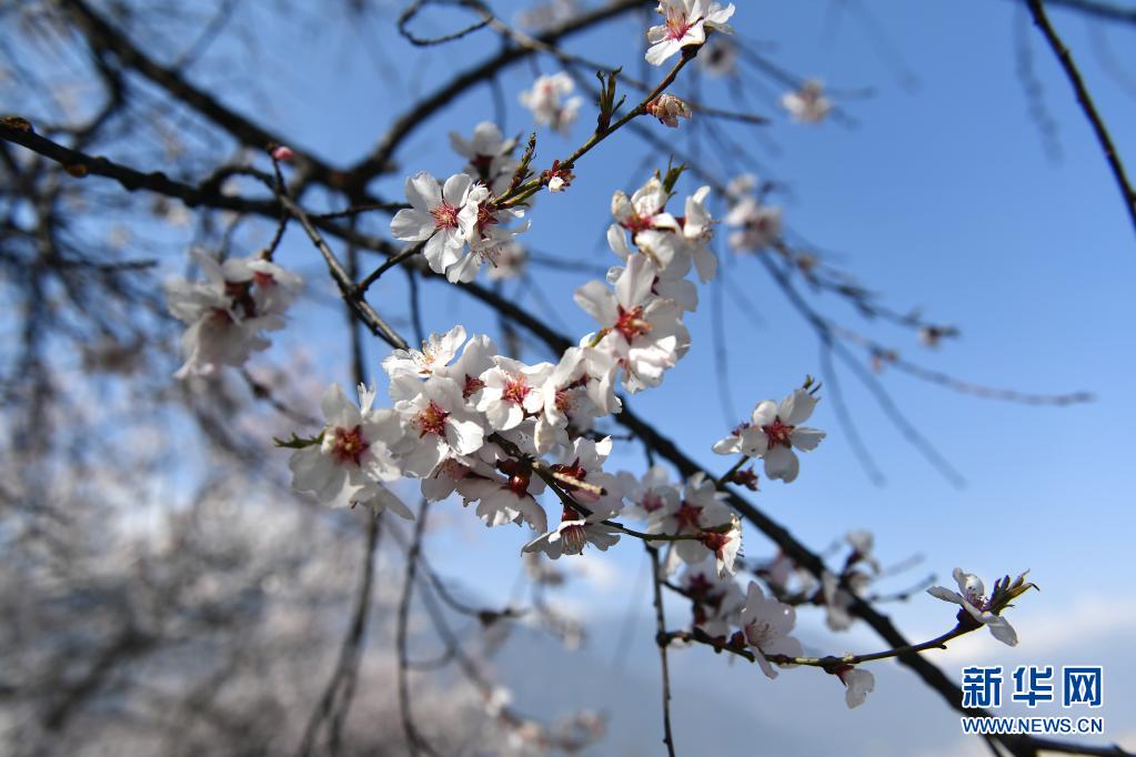 這是3月27日在林芝市嘎拉村拍攝的桃花。當(dāng)日，西藏林芝第十九屆桃花旅游文化節(jié)開幕。林芝意為“太陽的寶座”，平均海拔3100米，每逢春日，盛開的桃花與藍(lán)天白云、雪山冰川交相輝映，景觀獨特迷人。新華社記者 孫瑞博 攝
