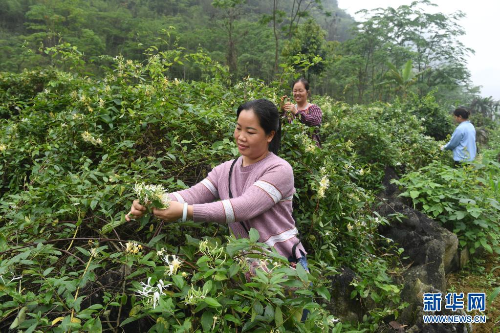 　　4月13日，在馬山縣加方鄉(xiāng)大陸村，農(nóng)民在采摘金銀花?！　r(shí)下，廣西馬山縣進(jìn)入金銀花采摘季，當(dāng)?shù)剞r(nóng)民搶抓農(nóng)時(shí)，采摘金銀花供應(yīng)市場。馬山縣金銀花種植面積超過4萬畝，是助力當(dāng)?shù)剞r(nóng)民增收的重要產(chǎn)業(yè)?！　⌒氯A社記者 陸波岸 攝