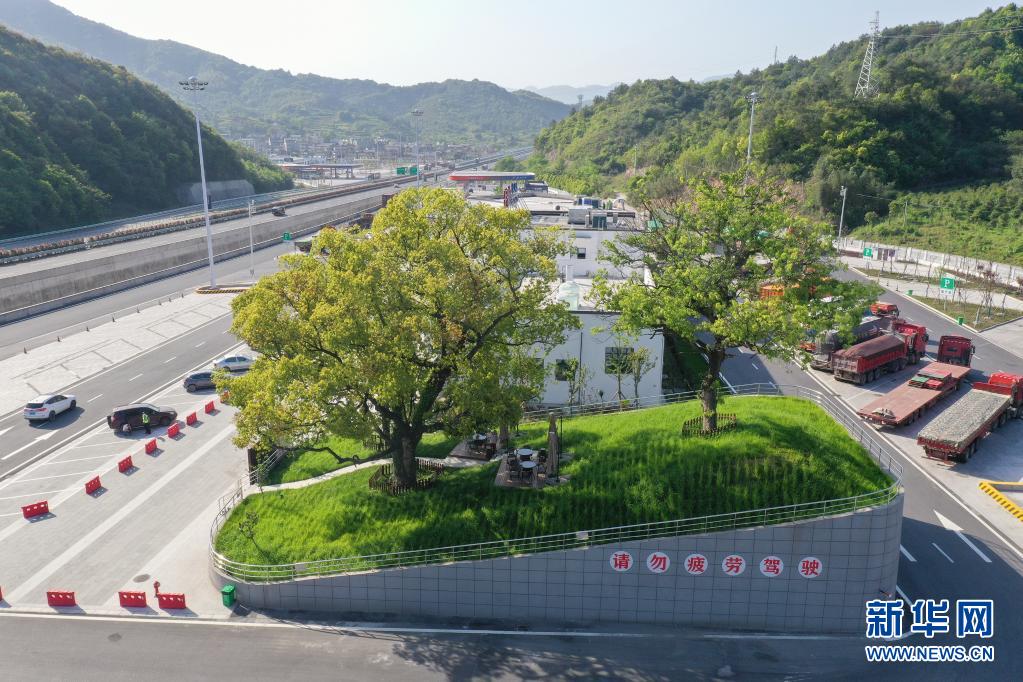 　　4月19日拍攝的杭州第二繞城高速西復(fù)線次塢服務(wù)區(qū)的古樹（無人機(jī)照片）?！　『贾莸诙@城高速西復(fù)線次塢服務(wù)區(qū)有3棵樹齡在100年以上的古樹。服務(wù)區(qū)在建設(shè)過程中，將古樹保護(hù)起來，現(xiàn)已成為一道特色景觀。新華社發(fā)（郭斌 攝）